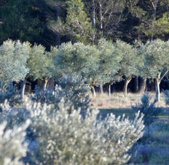 Les Cabanons Sainte Victoire Gasthuis